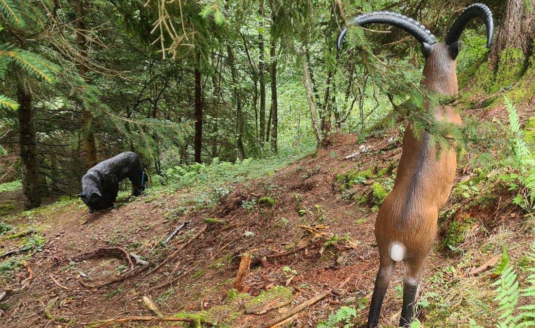 Colemen Traditionell intuitiv Bogenschießen, 3D Bogenparcours Allgäu Bolsterlang