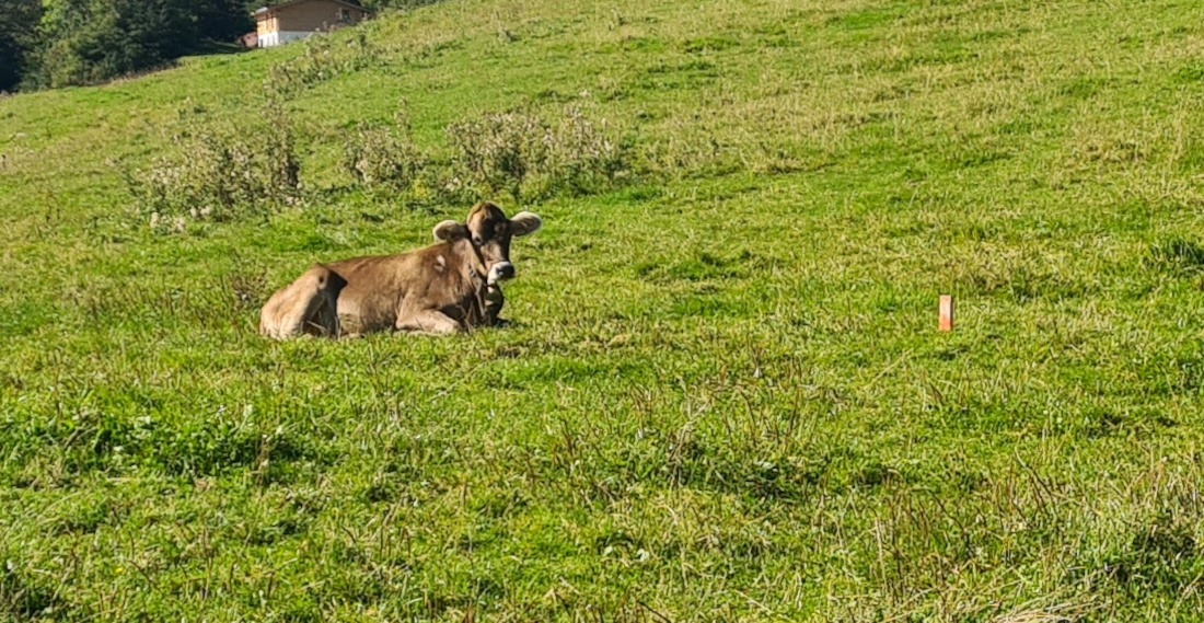Colemen Traditionell intuitiv Bogenschießen, 3D Bogenparcours Martinszell