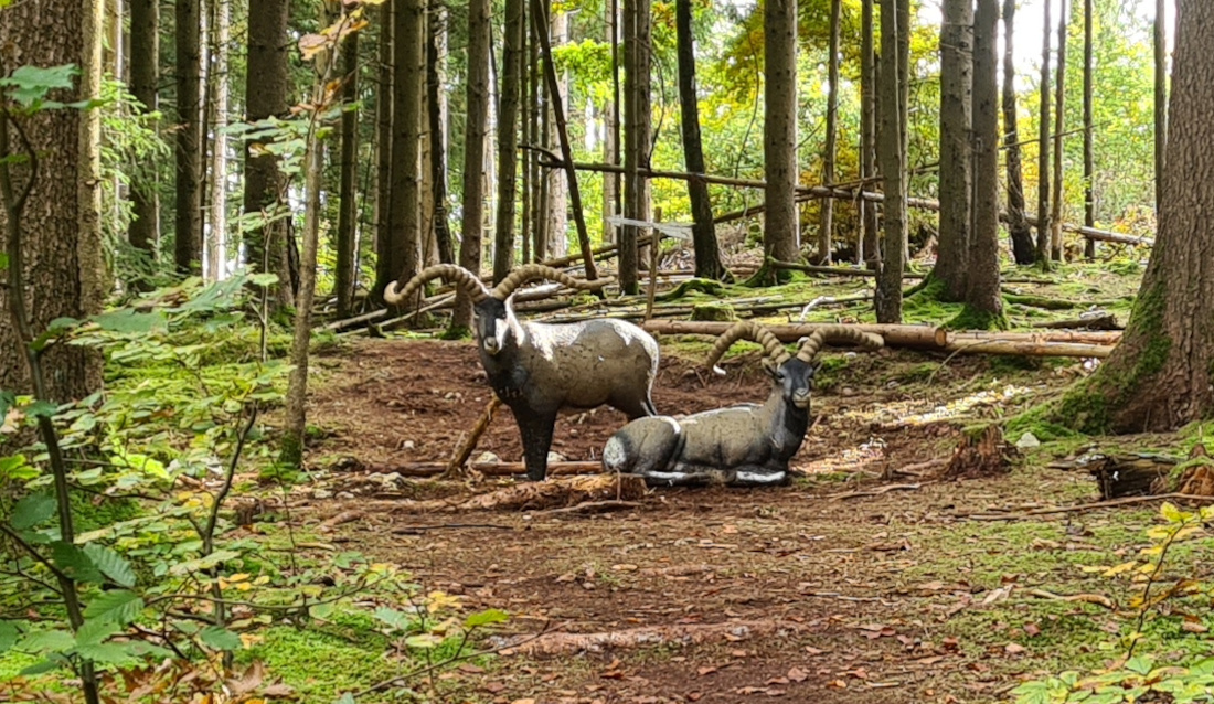 Colemen Traditionell intuitiv Bogenschießen, 3D Bogenparcours Wolfertsfeld