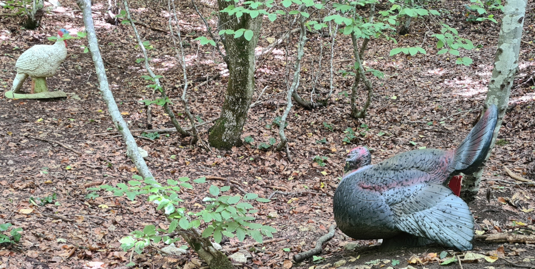 Colemen Traditionell intuitiv Bogenschießen, 3D Bogenparcours Yukon