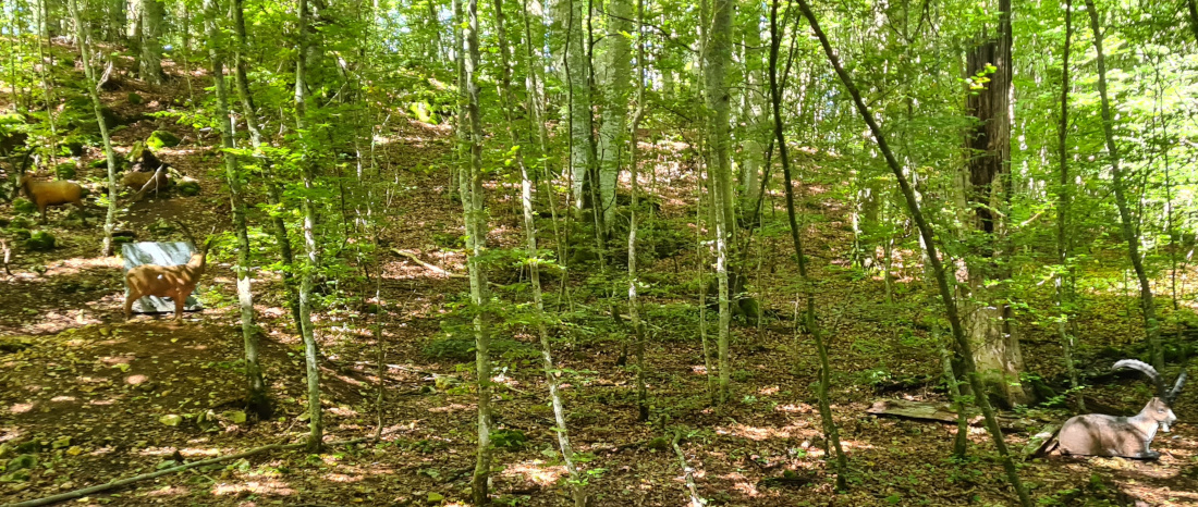Colemen Traditionell intuitiv Bogenschießen, 3D Bogenparcours Yukon