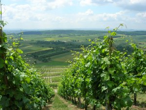 weinberge